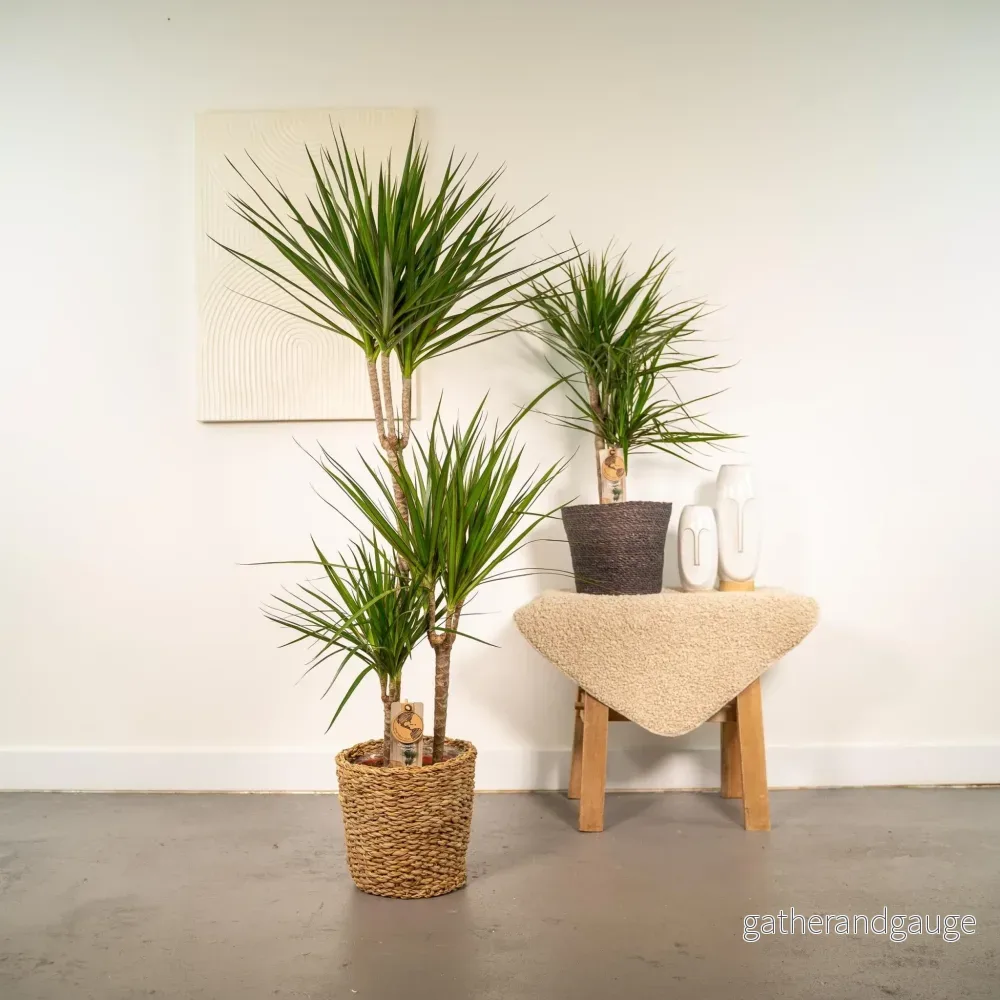 Dracaena plant duo h120cm - Bild 2