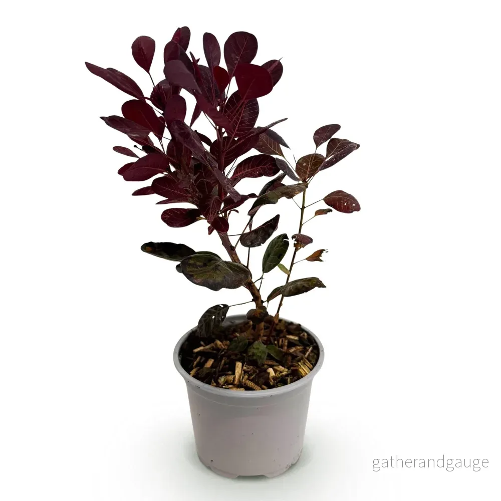 Perukträd (Cotinus coggygria) 'Lilla' - Bild 3