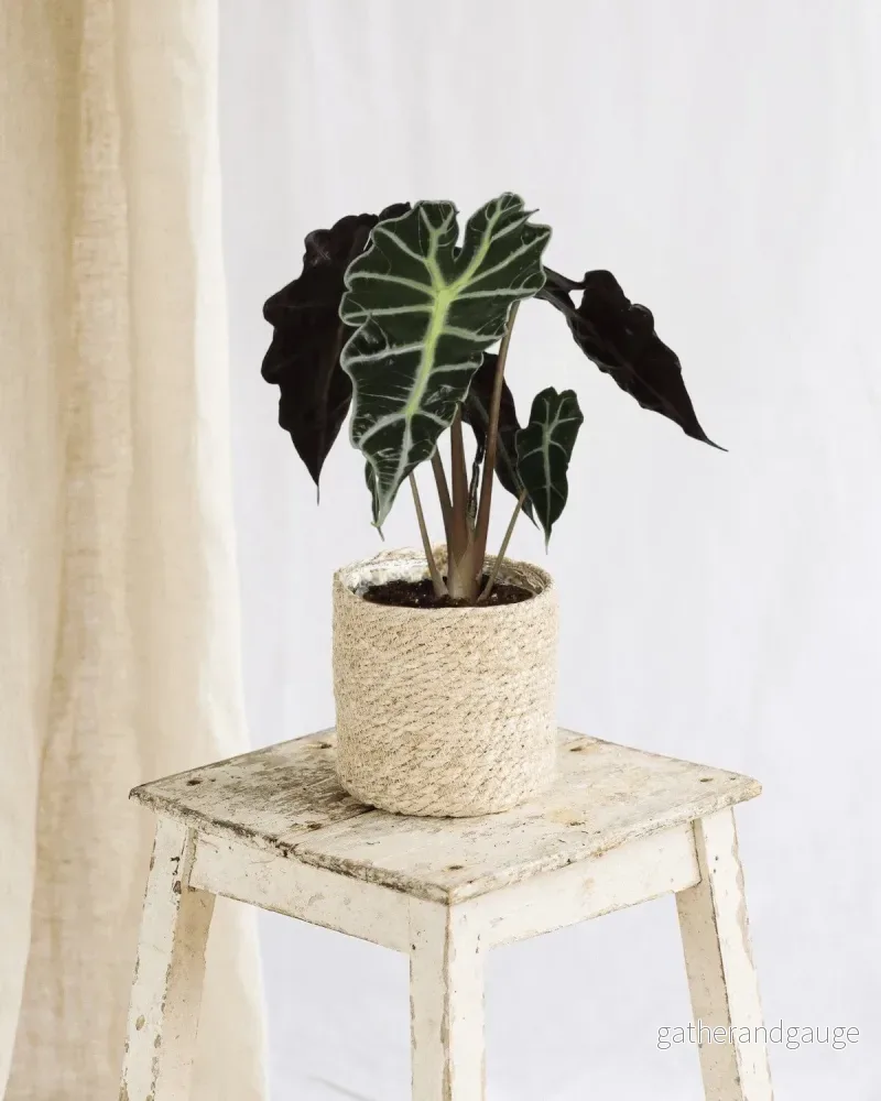 Alocasia Polly Alocasia Polly