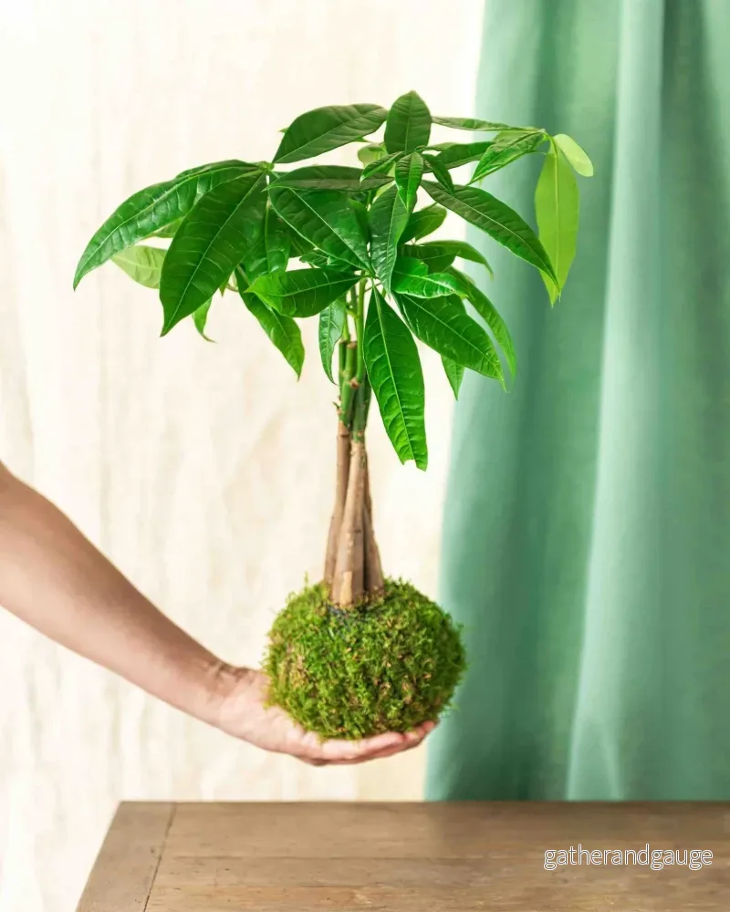 Kokedama – Pachira Kokedama – Pachira