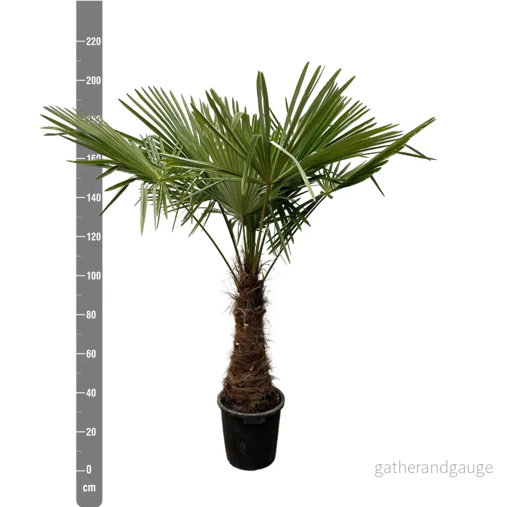 Trachycarpus - 235cm - Ø45 - Bild 2