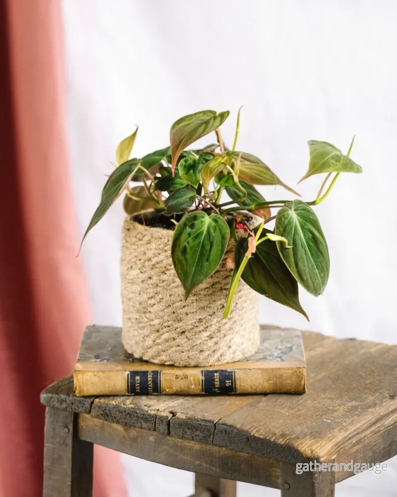 Philodendron Micans Philodendron Micans