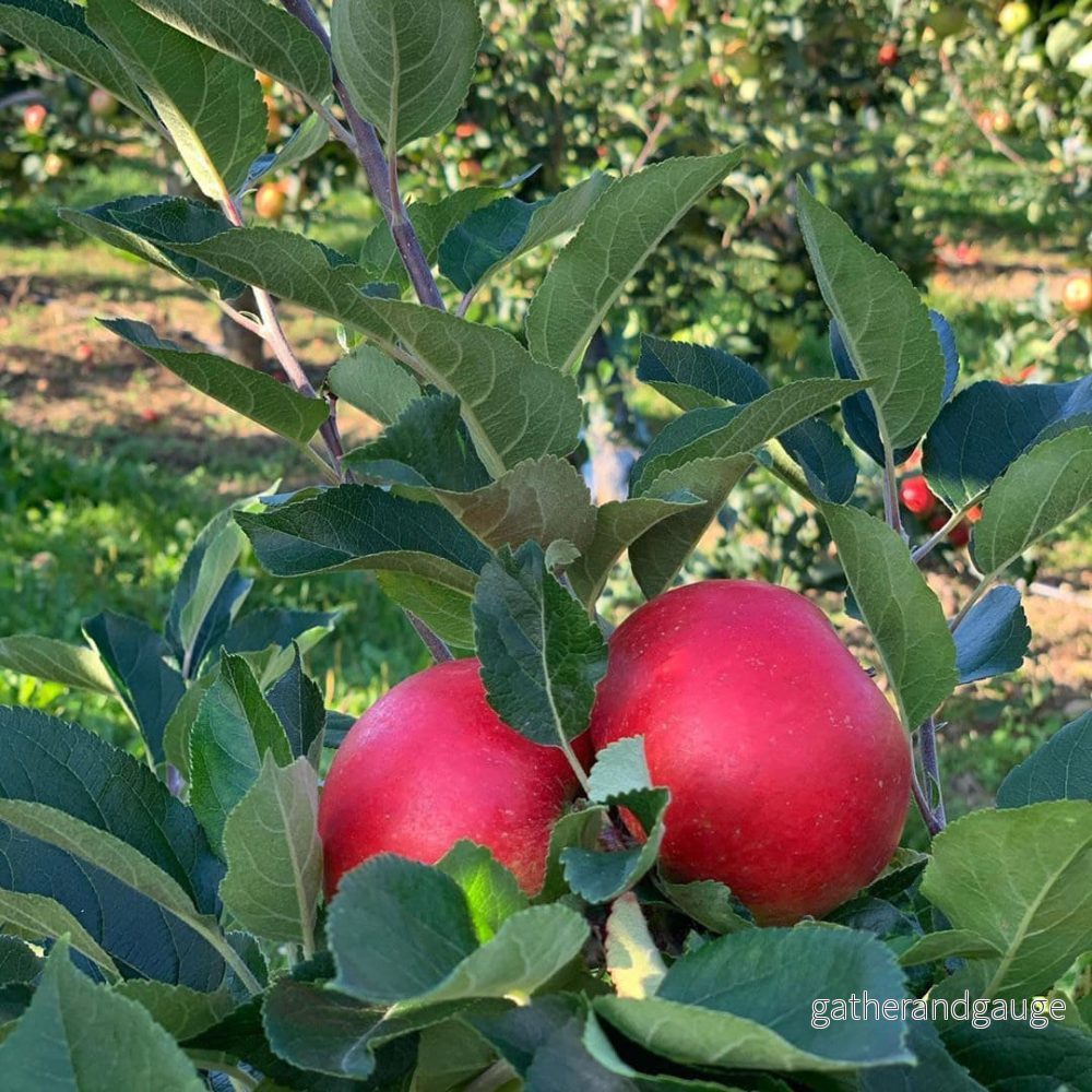Äpple från Österlen