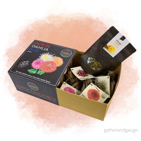 Box med medelstora holländska lökar, set med 4 dahlior + gratis mango kokosnötste - Bild 2