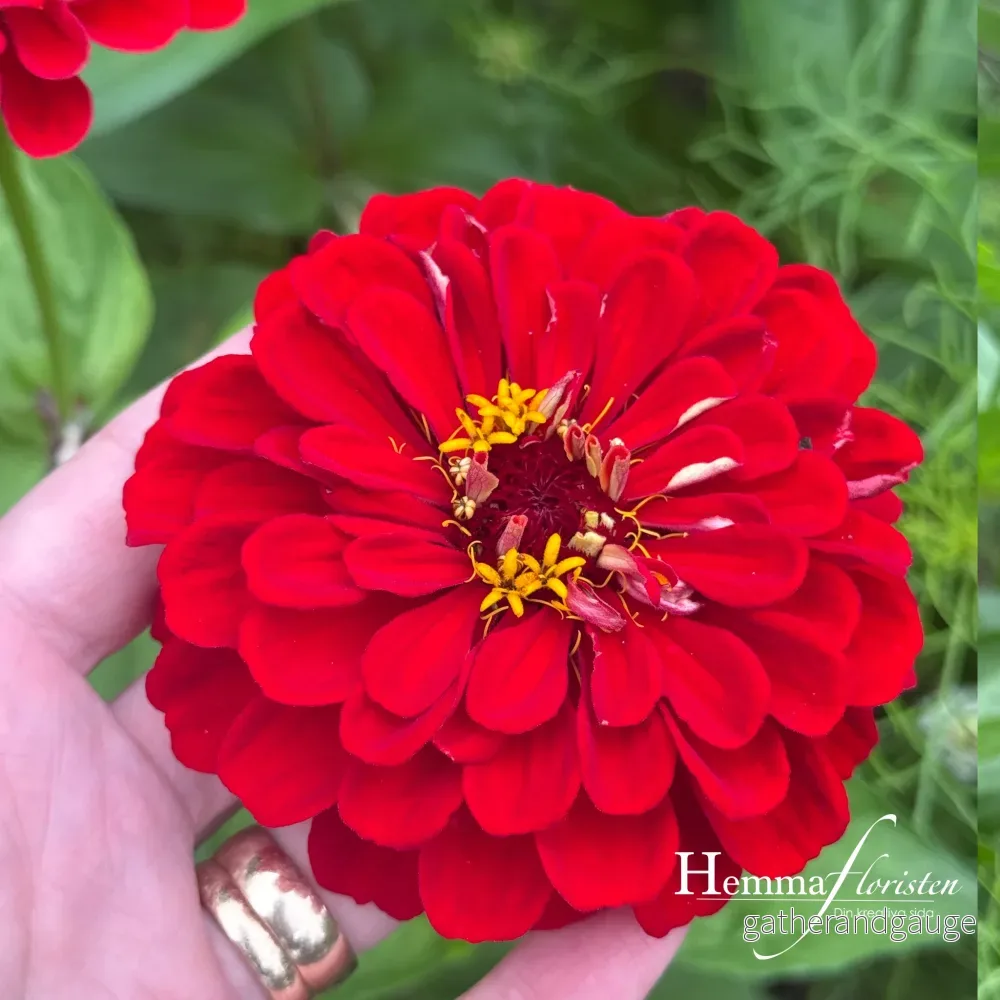 Zinnia Dalia-flowred Scarlet Flame - Bild 3