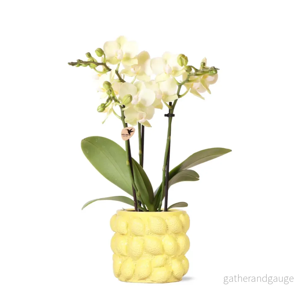 Gul Phalaenopsis orkidé och dess kruka - Bild 3