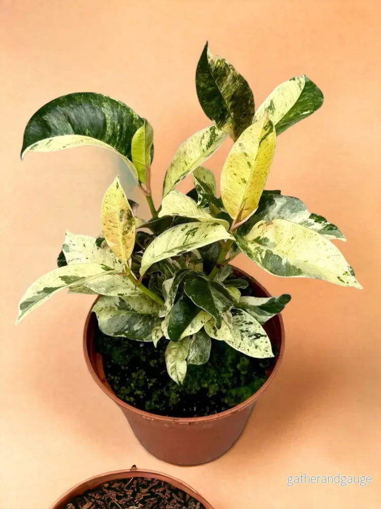 Ficus Moonshine Shivereana Ficus Moonshine Shivereana