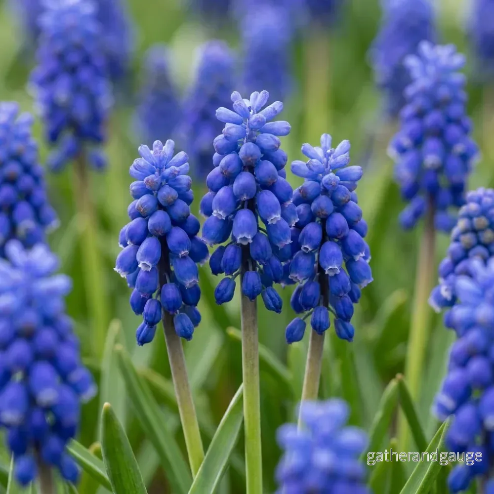 Muscari d'Arménie - calibre 7/8