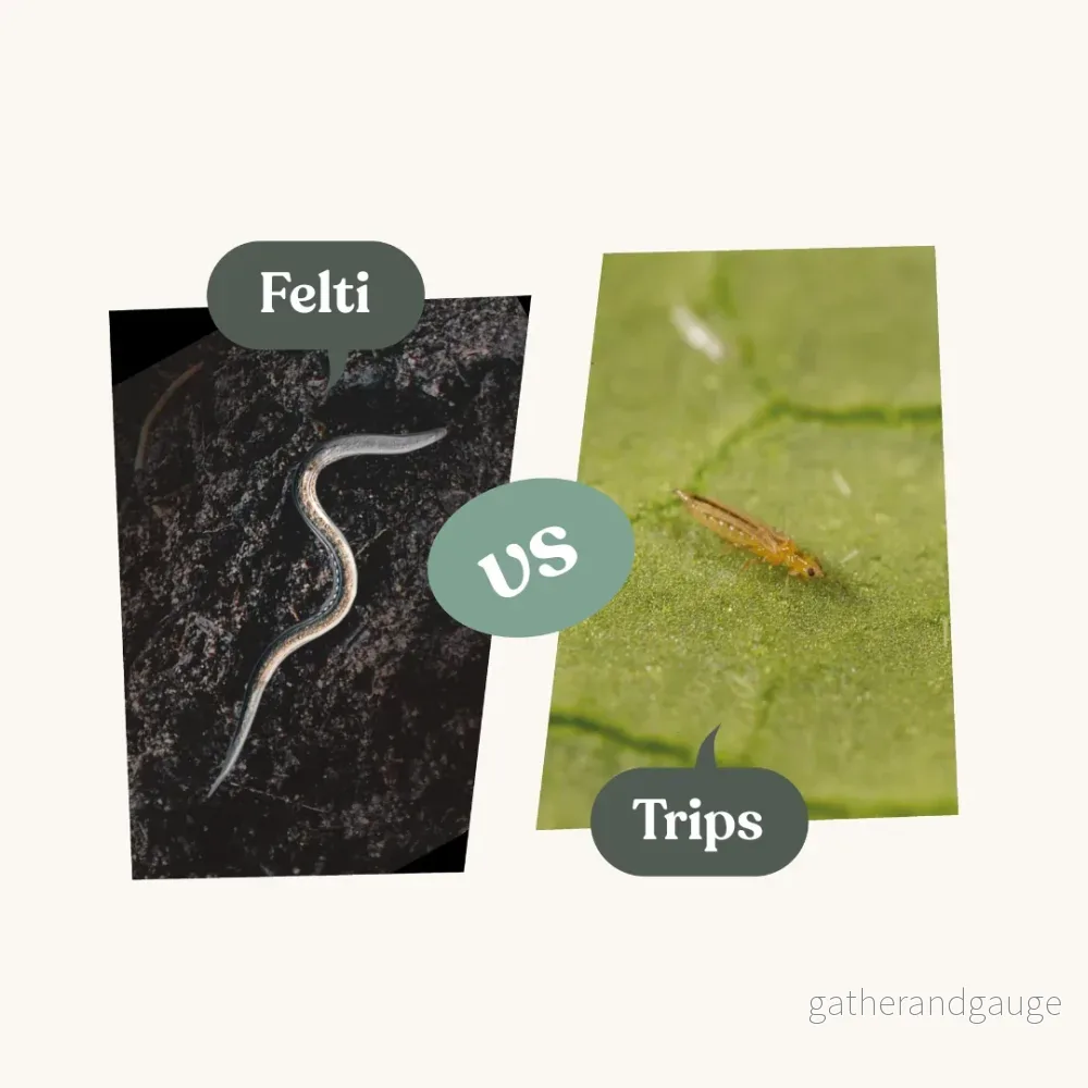 Felti – mot trips