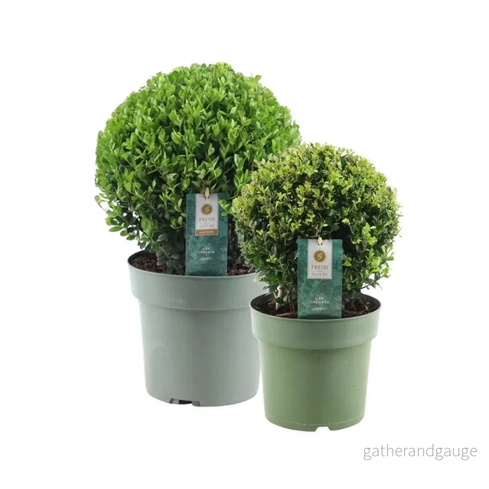 Set med 2 Ilex crenata ’Jenny’ bollar Set med 2 Ilex crenata ’Jenny’ bollar