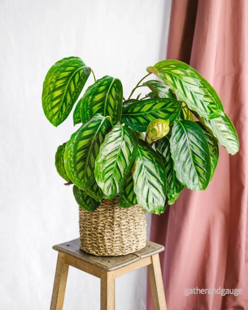 Calathea Flamestar - Bild 2