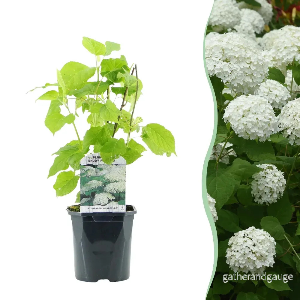 Hortensia (Hydrangea arborescens) 'Annabelle' - Bild 2