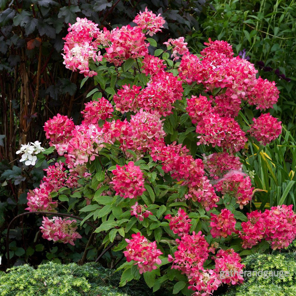 Hortensia Paniculata (Hydrangea paniculata) 'Pink Diamond'