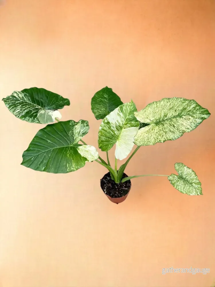 Alocasia Gageana Variegata Alocasia Gageana Variegata
