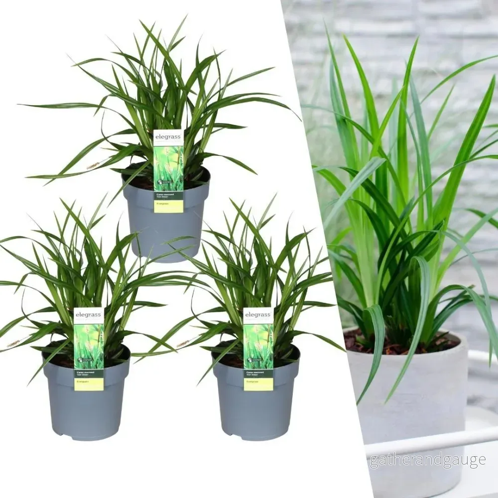 3 x Carex morrowii 'Irish Green' - Bild 2