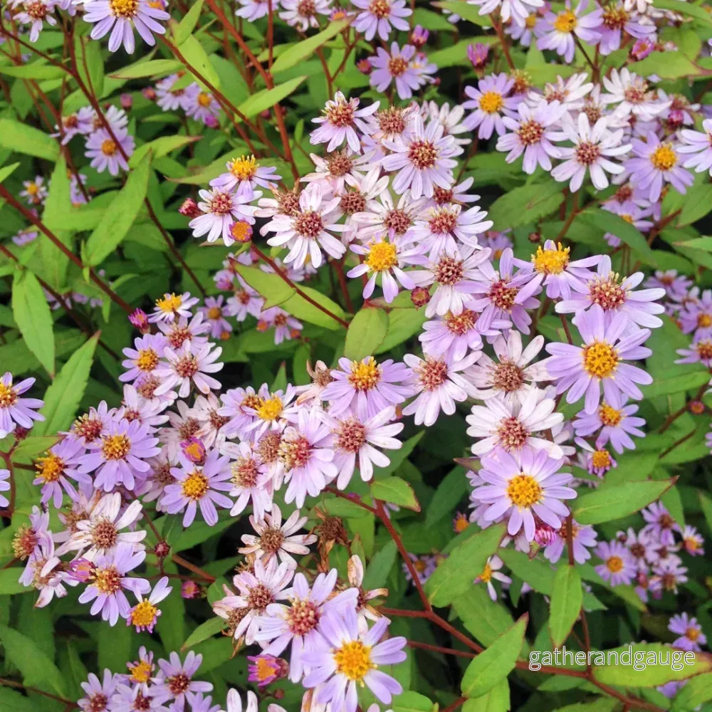 Japansk Prästkrage (Kalimeris Incisa) 'Blue Star'