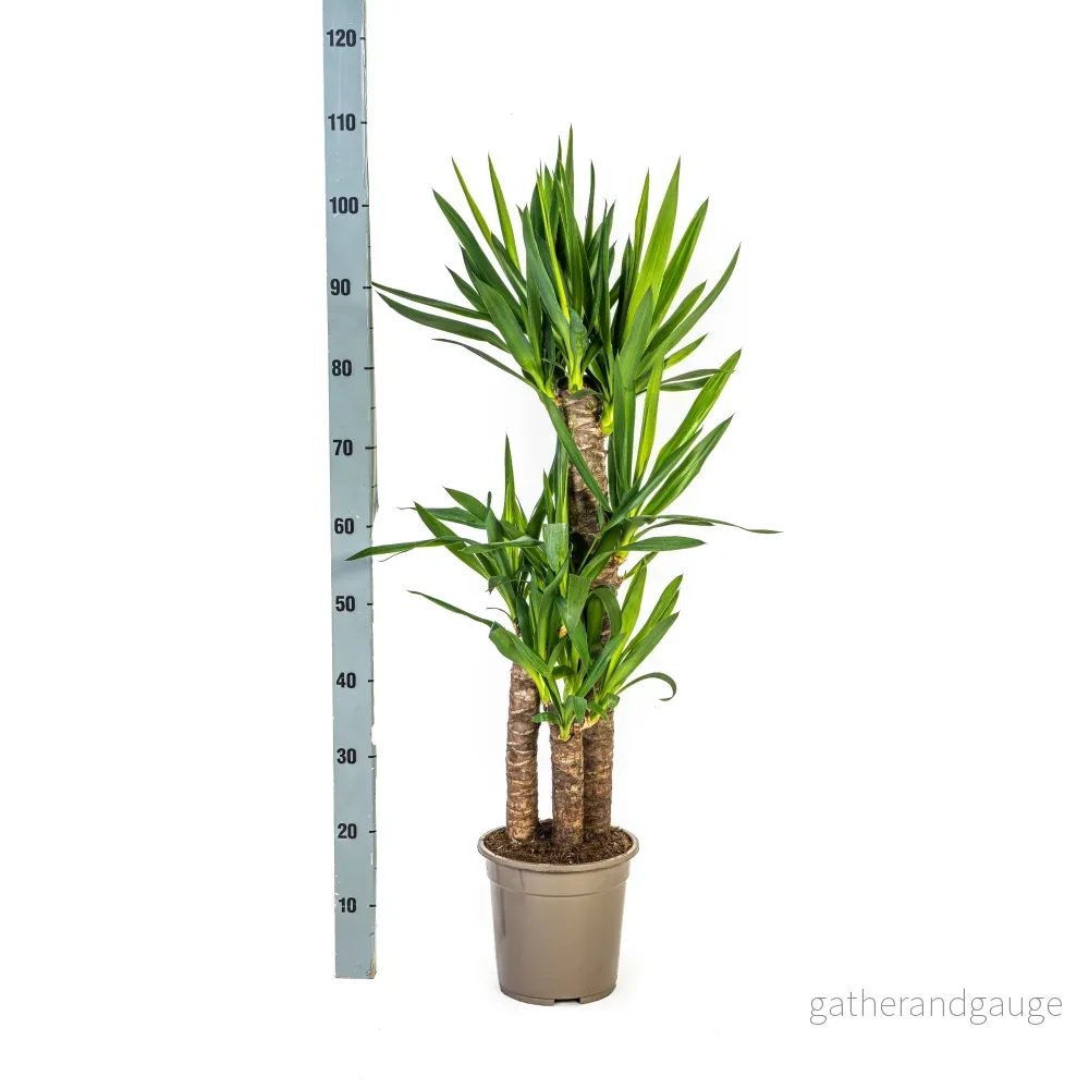 Yucca Elephantipes met mand Ø21cm - ↕90 - 110cm - Bild 3
