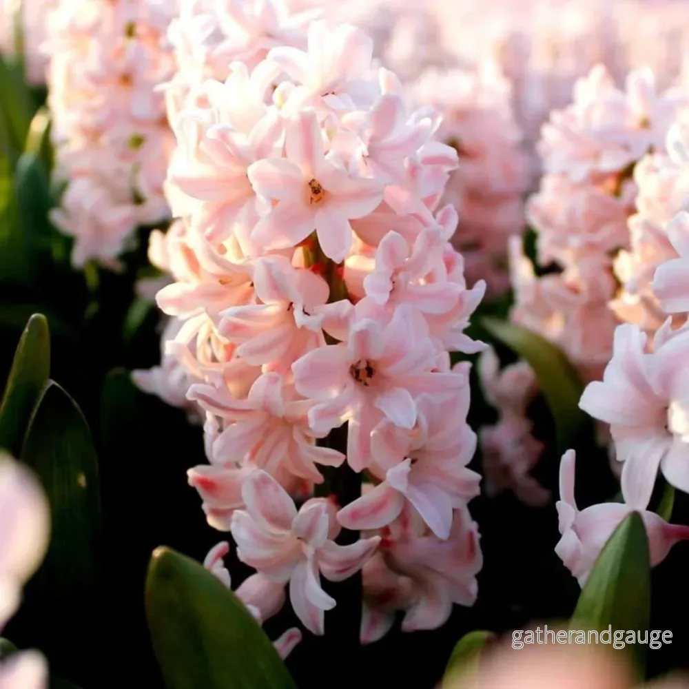 Hyacinte - 30 lökar för 1 m² majestätiska blommor - Bild 3