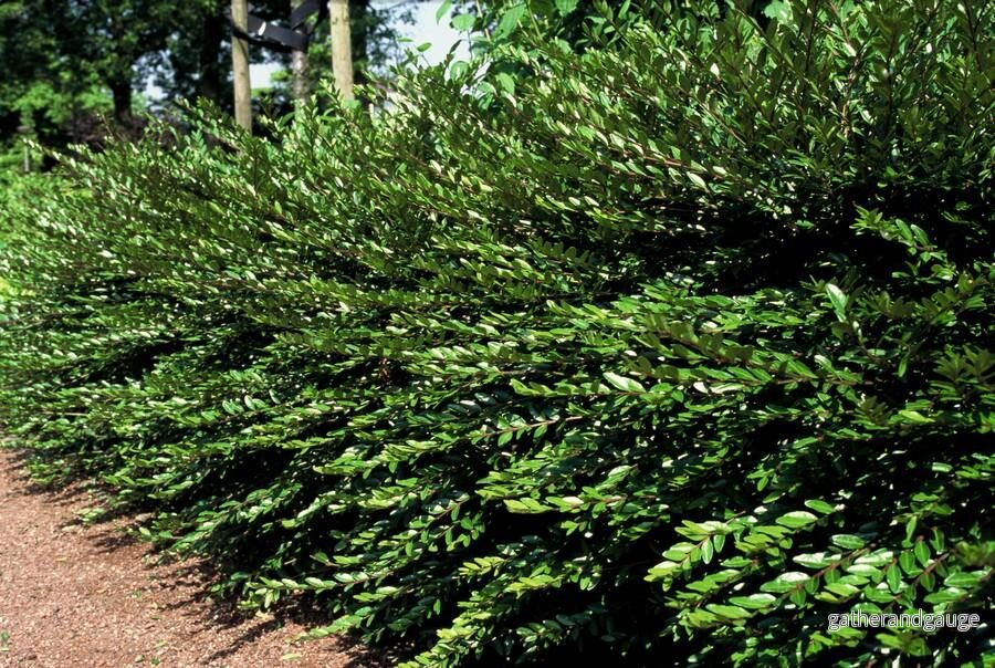 Kaprifolbär Med Kupol (Lonicera Pileata)
