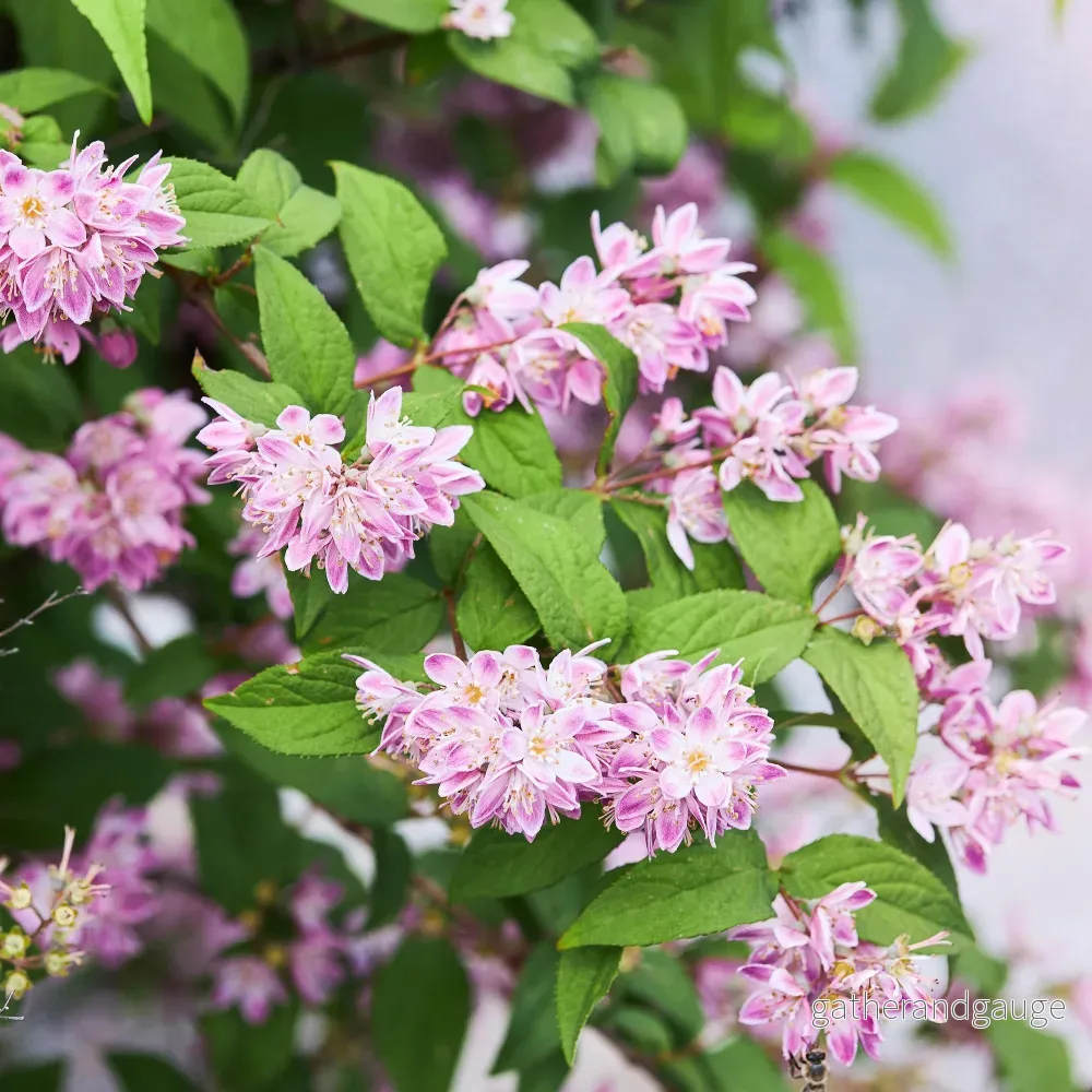 Deutzia (Deutzia x hybrida) ’Strawberry Fields’