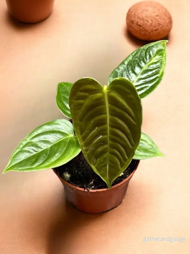 Anthurium Veitchii Anthurium Veitchii