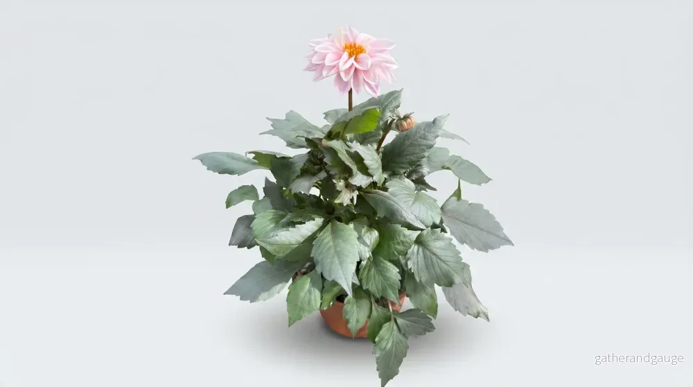 Dahlia Maxi 18/19 cm Mix