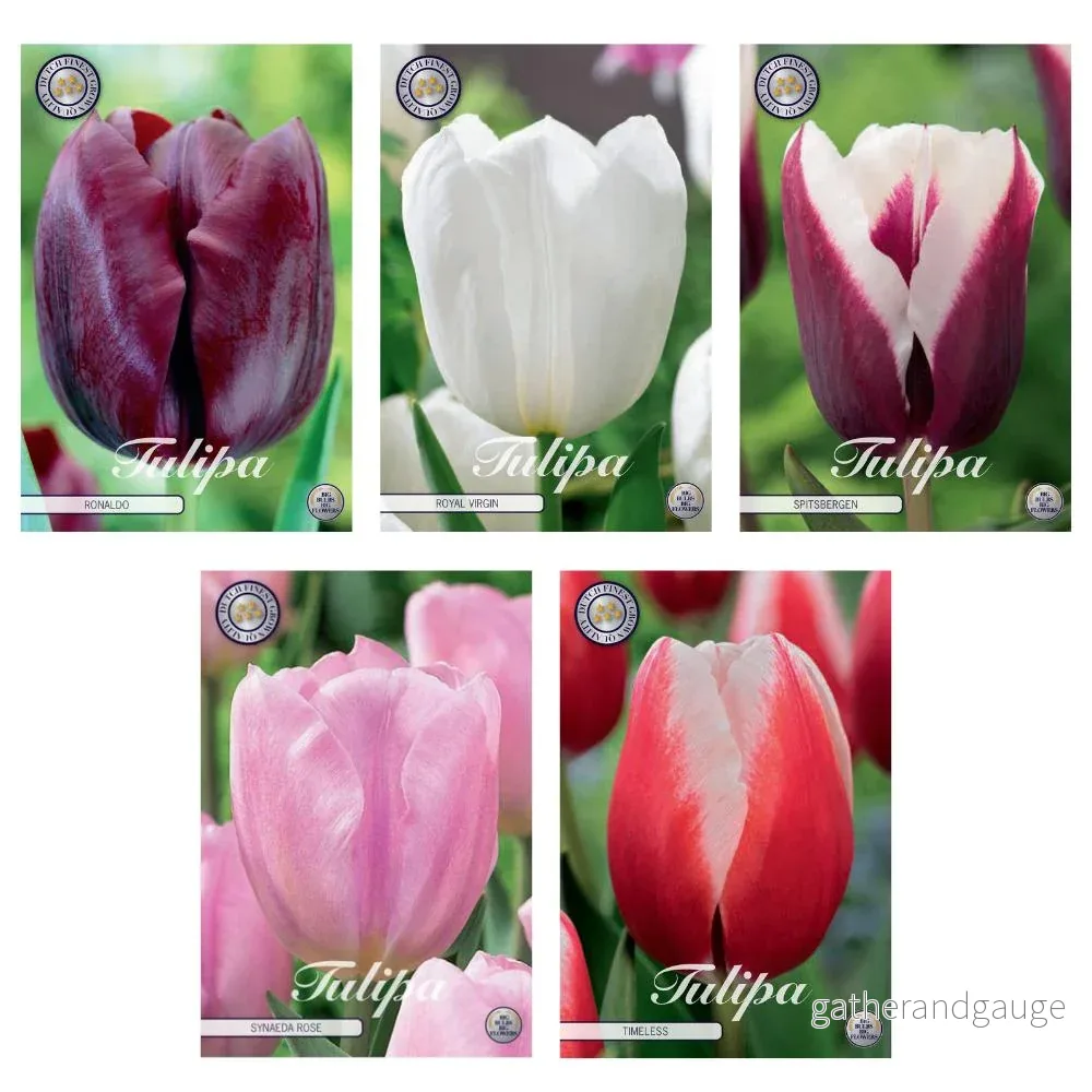 Triumph Tulip Mix – 41 bollar Triumph Tulip Mix – 41 bollar