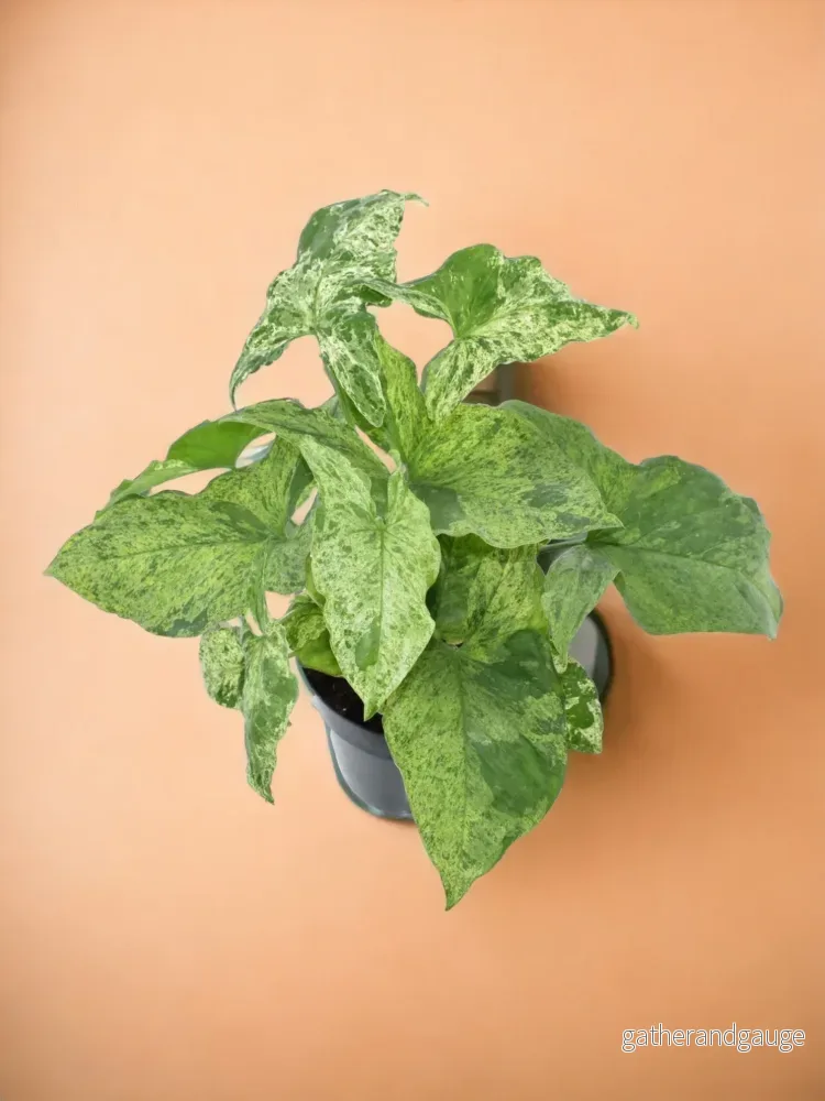 Syngonium fläckigt Syngonium fläckigt