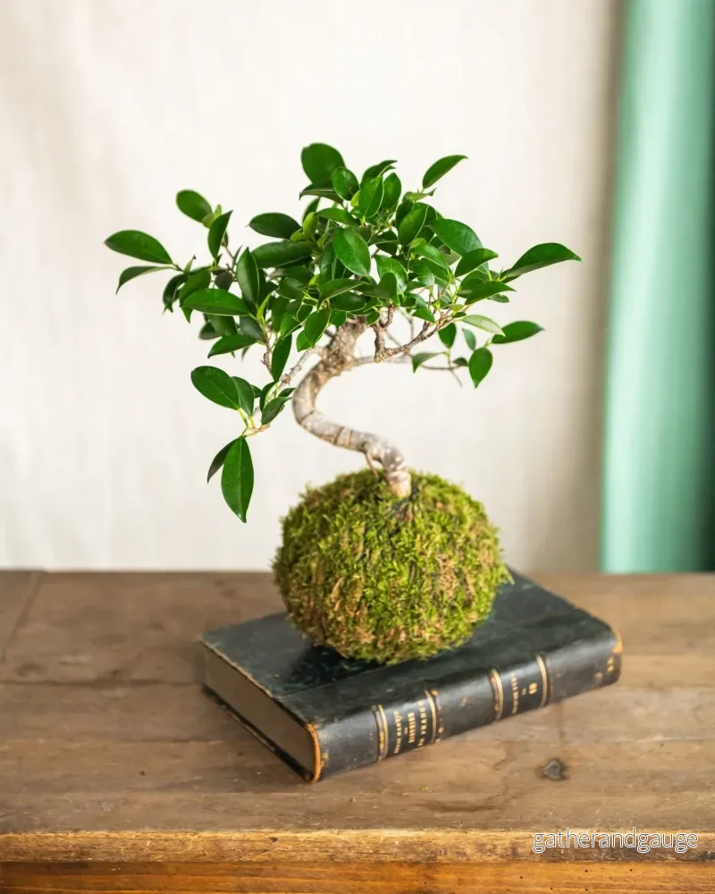 Kokedama - Bonsai Retusa - Bild 2