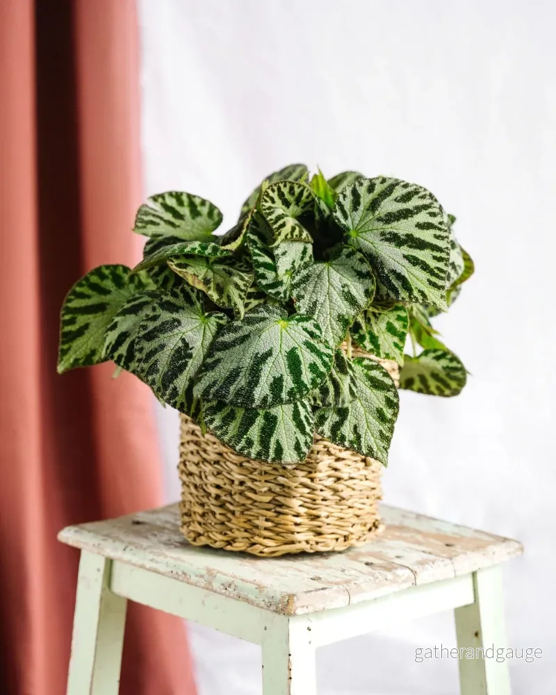 Begonia Silversmycken Begonia Silversmycken