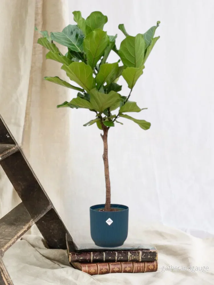 Ficus Lyrata och dess kruka - Bild 2