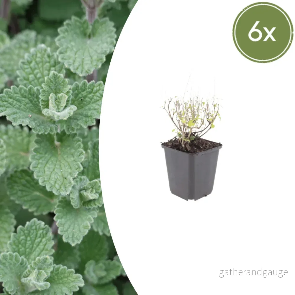 Liten Kalament (Calamintha Nepeta) 'Nepeta' - Bild 2