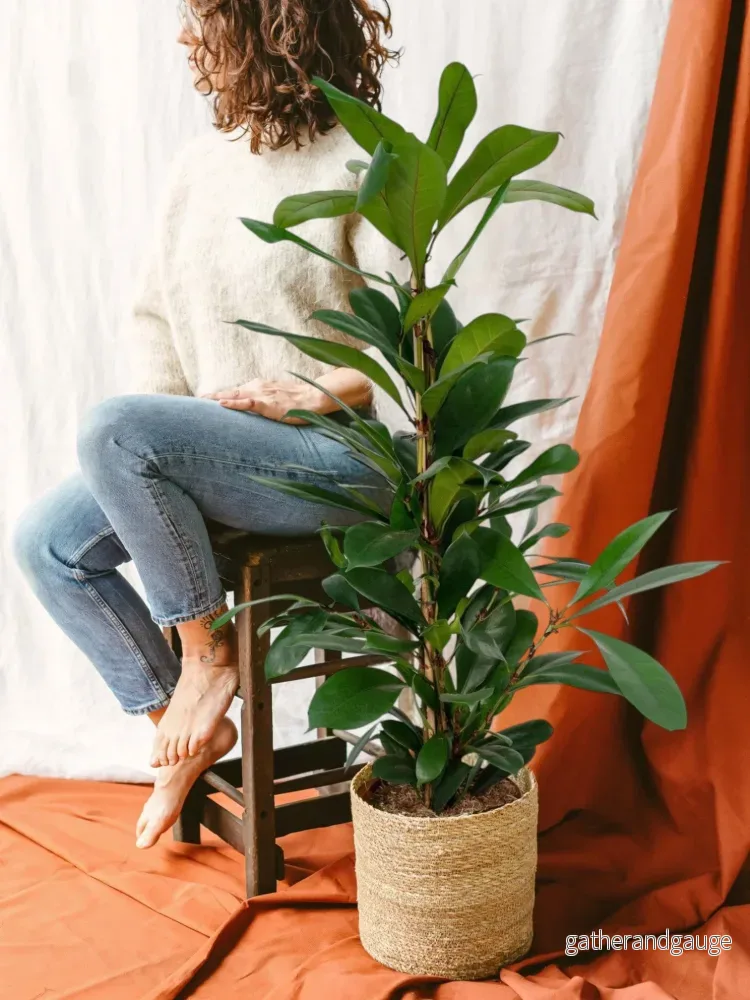 Ficus Cyathistipula h30cm Ficus Cyathistipula h30cm