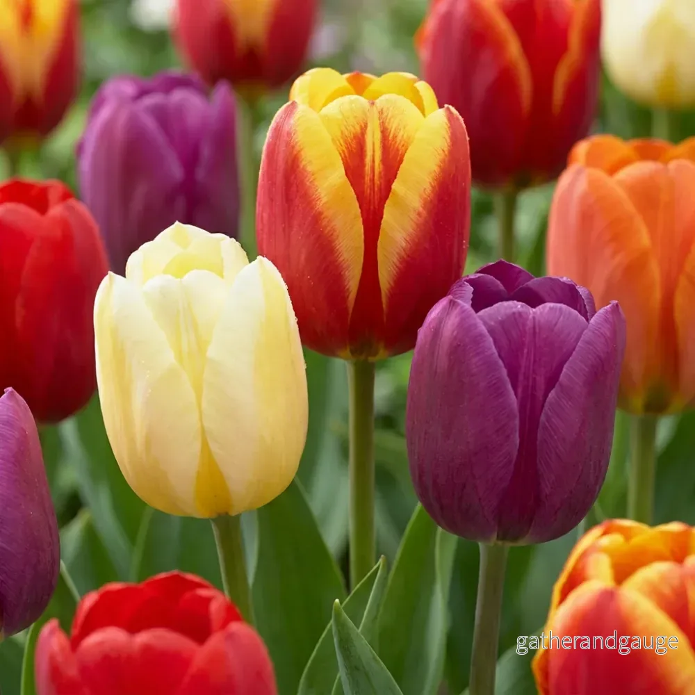 Tulipe triomphe en mélange Tulipe triomphe en mélange