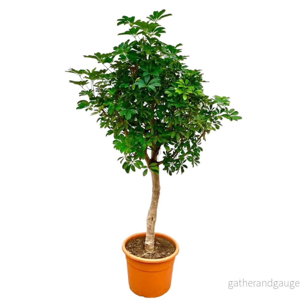 Schefflera op stam – 225cm – ø45