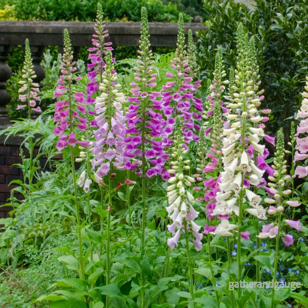 Fingerborgsblomma (Digitalis purpurea) ’Purpurea’
