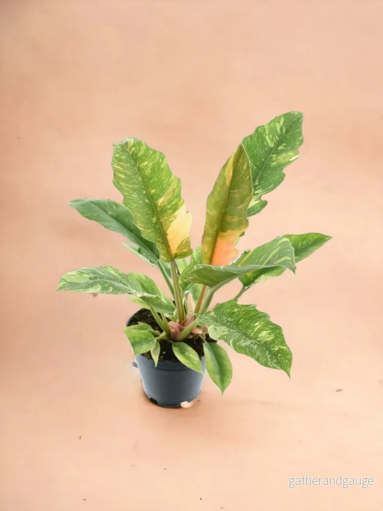 Philodendron Ring av eld