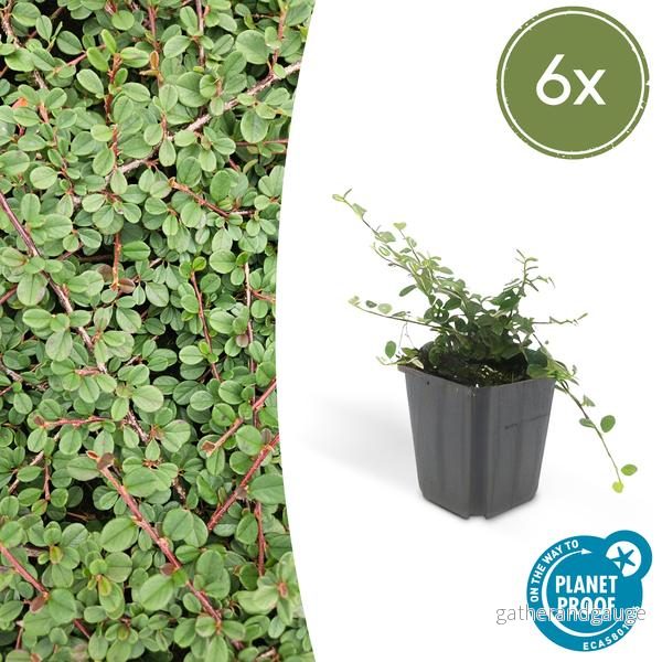 Cotoneaster Rampant (Cotoneaster dammeri) 'Queen Of Carpets' - Bild 2