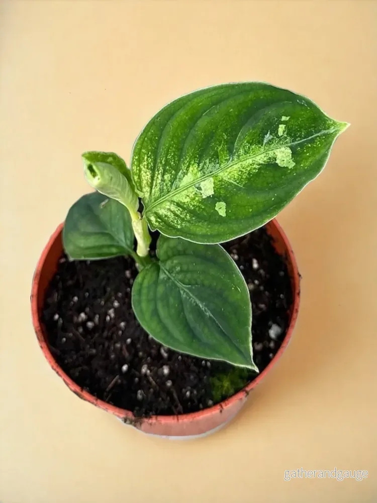 Aglaonema Pictum Bicolor Aglaonema Pictum Bicolor