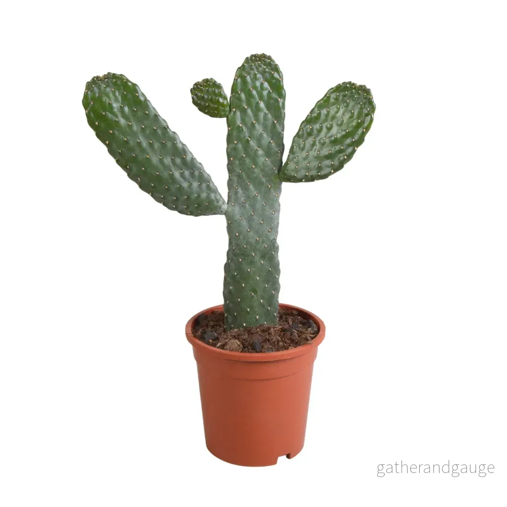 Opuntia consula - inomhuskaktus - Bild 2