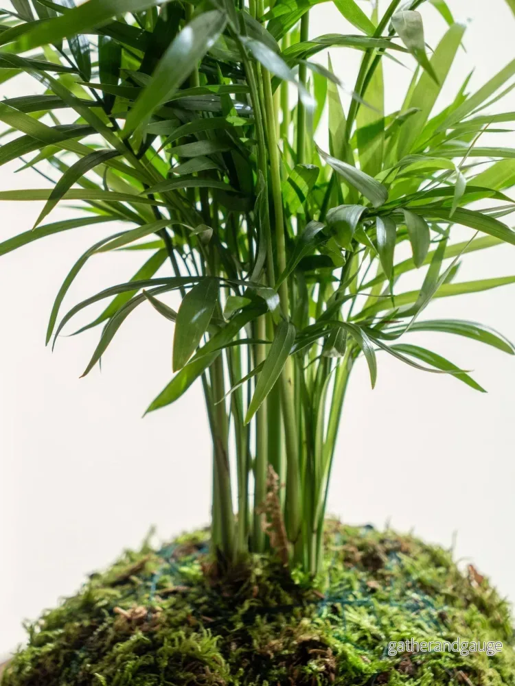 Kokedama - Chamaedorea - Bild 3