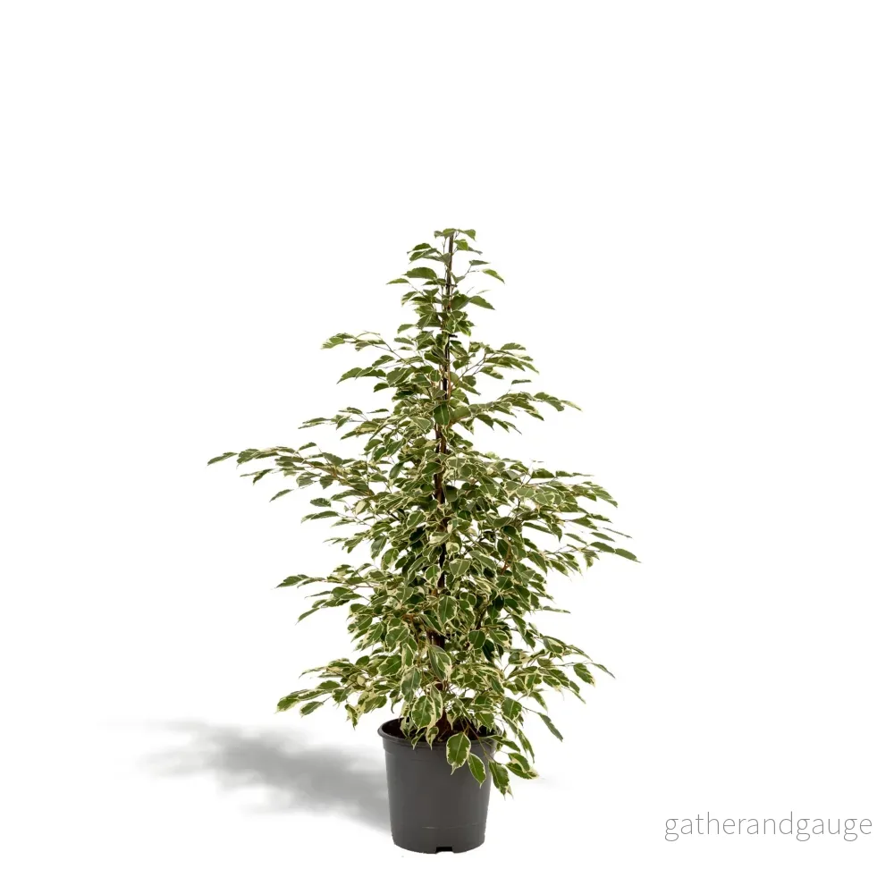 Ficus benjamina Twilight h95cm - Bild 3