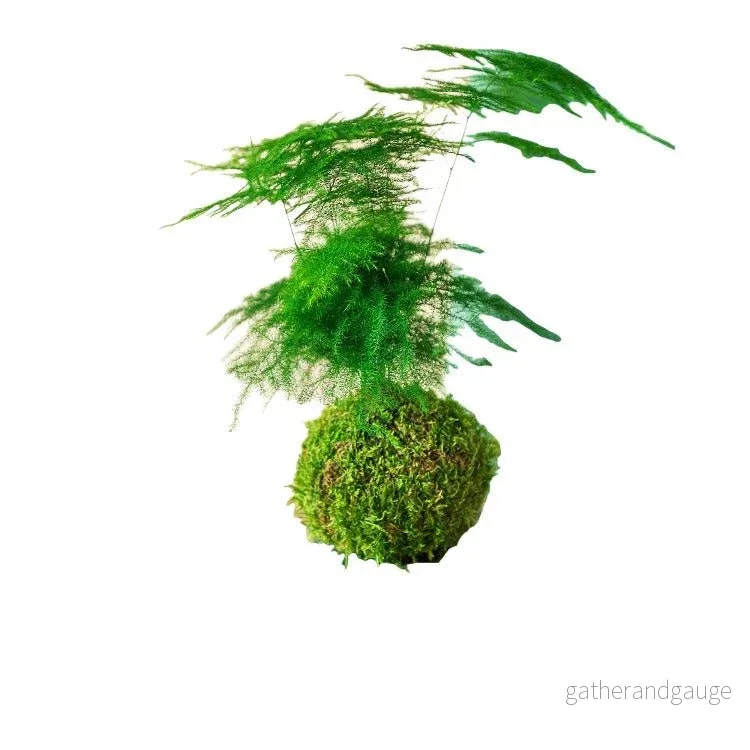 Kokedama - Sparris - Bild 2