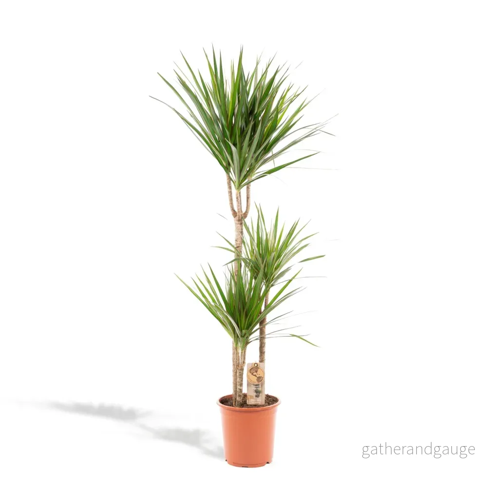 Dracaena Marginata och dess kruka - Bild 3