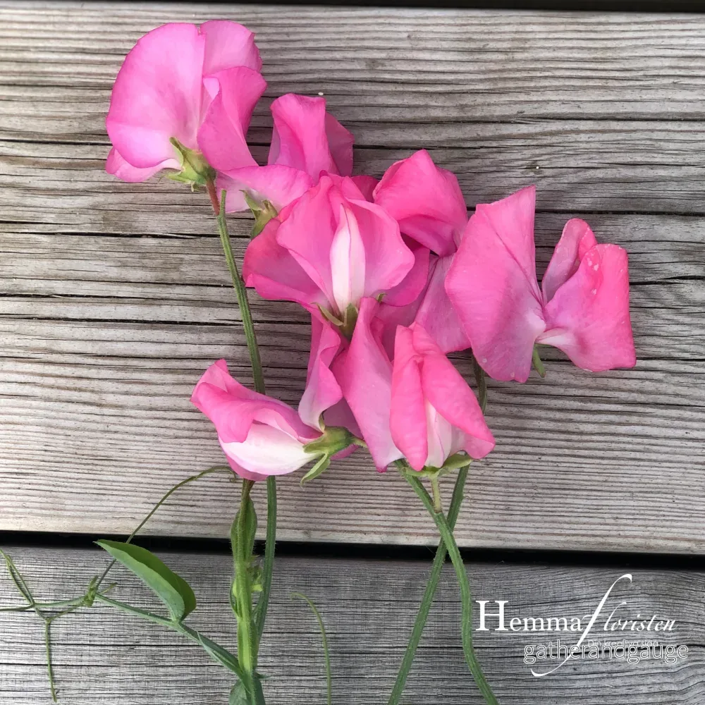 Luktärt - Elegance deep rose