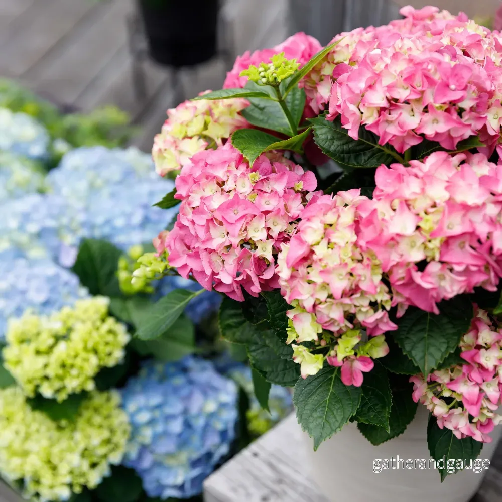 Hortensia (Hydrangea macrophylla) ’Forever & Ever’ Hortensia (Hydrangea macrophylla) ’Forever & Ever’