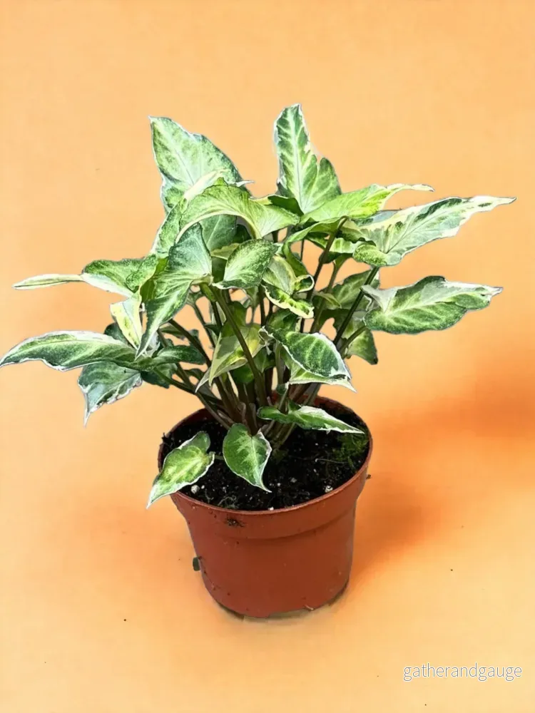Syngonium T25 Syngonium T25