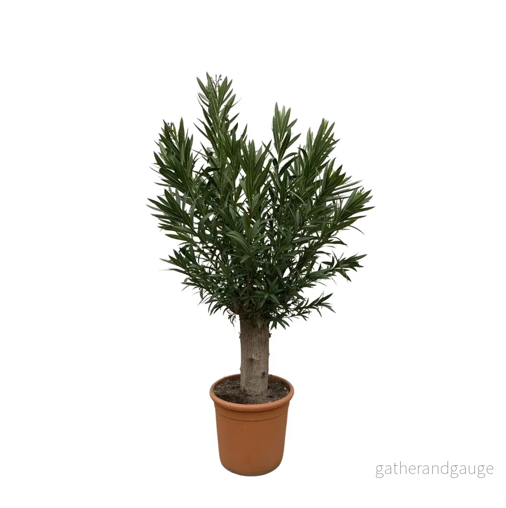 Nerium Oleander Bonsai – 190cm – ø45 Nerium Oleander Bonsai – 190cm – ø45