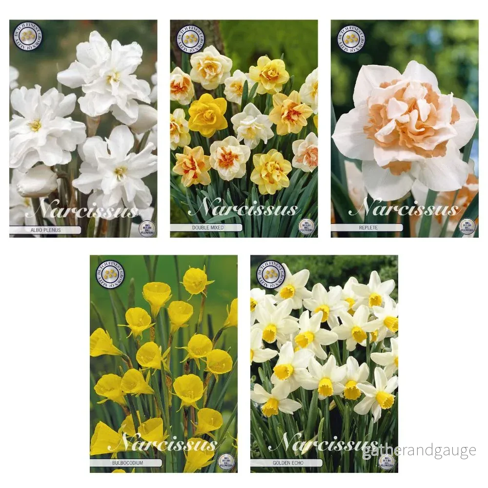 Narcissus – Mix Double & Daffodil – 33 lökar Narcissus – Mix Double & Daffodil – 33 lökar