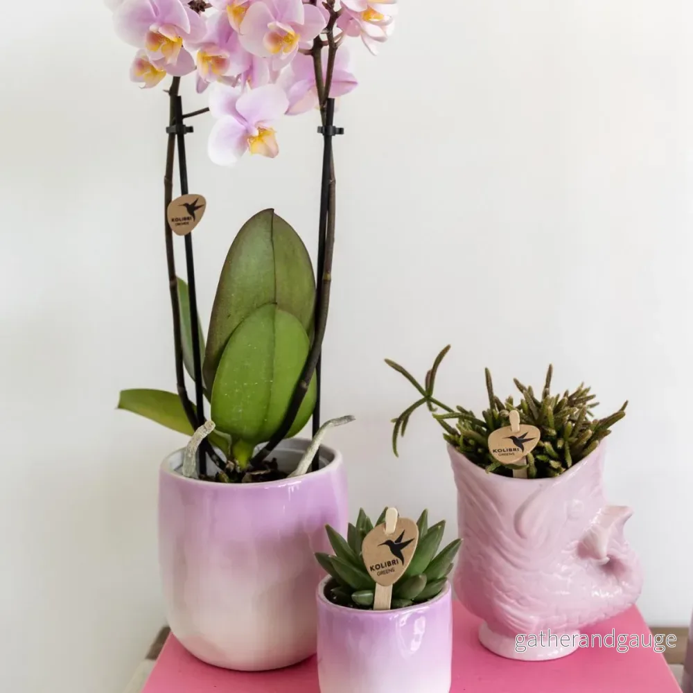 Fiskkeramikkruka - Rosa - Bild 2